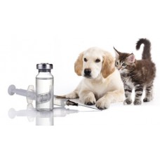 Vakcinácia mačky- infekčné ochorenia